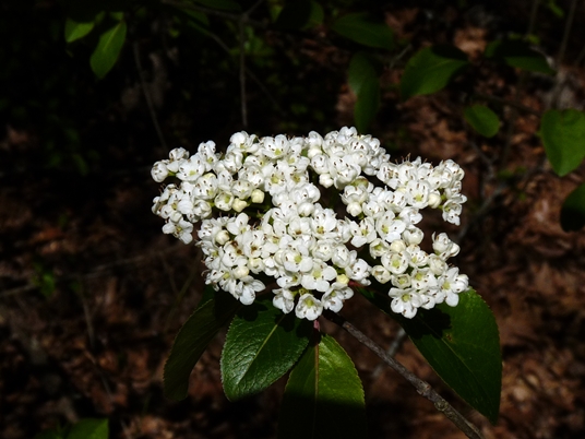 {Viburnum rufidulum}